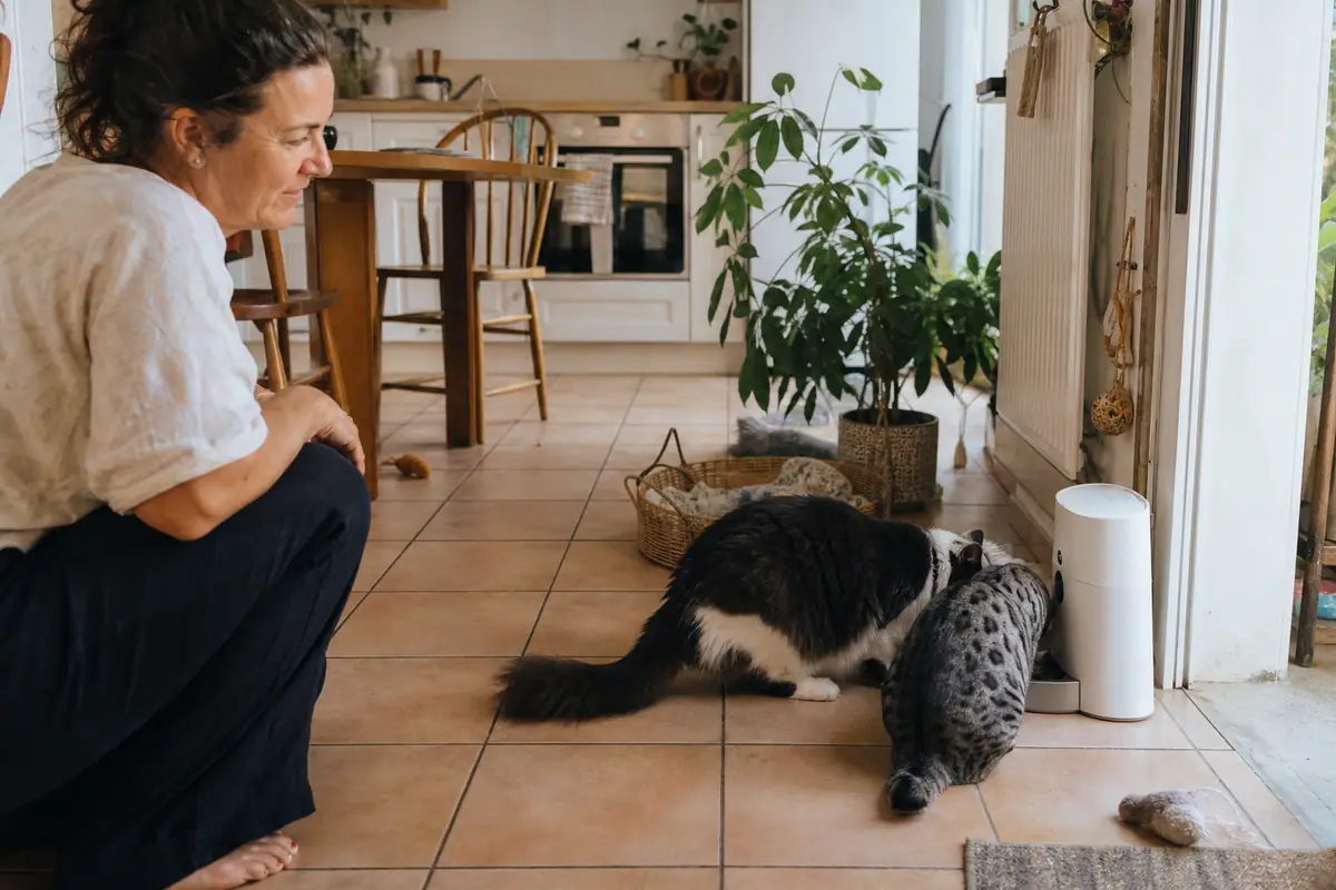 Deux chats mangent côte à côte près d'un distributeur de croquettes dans une cuisine