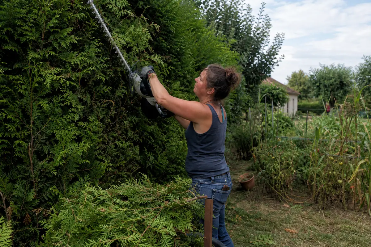 Une femme taille une haie de thuyas épaisse et haute avec un taille-haie sans fil, des branches coupées tombant dans une brouette